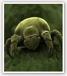 A single dust mite produces about 20 waste droppings each day